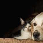 Cani e gatti possono donare sangue? Arriva una risposta definitiva
