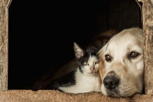 Cani e gatti possono donare sangue? Arriva una risposta definitiva
